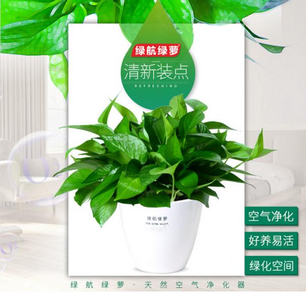 200#绿萝---办公桌除甲醛水培易养绿植盆栽