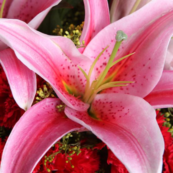 芬芳--2枝粉百合，29枝红康乃馨